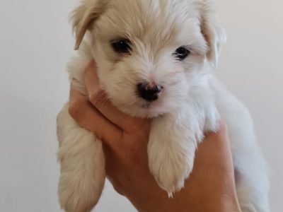 Maltese shih tzu puppy