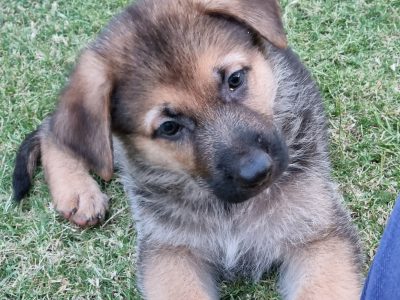 Pure-bred German shepard puppies