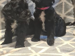 F1 Cavoodle Puppies