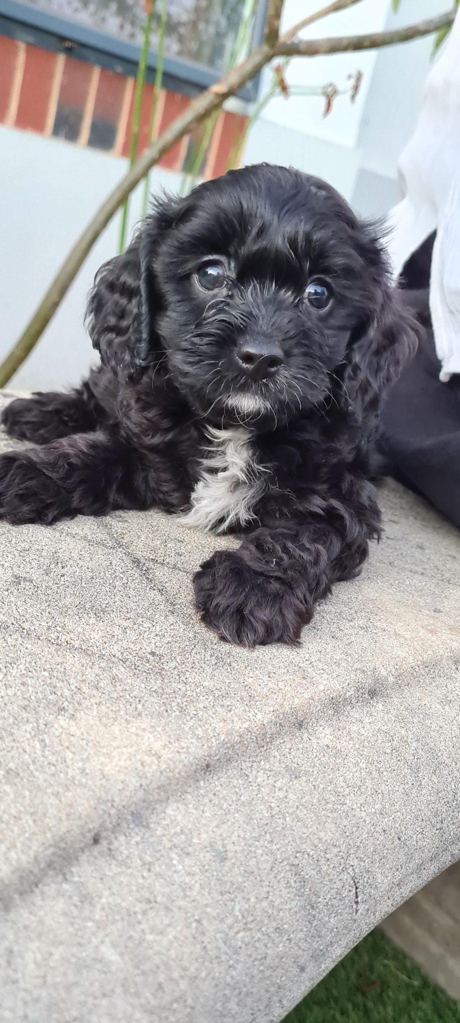 F1 Cavoodle Puppies