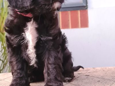 F1 Cavoodle Puppies