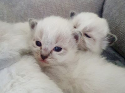 Male Lynx Ragdoll kitten