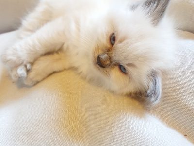 Purebred Ragdoll kittens