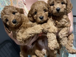 Gorgeous Red Toy Cavoodle Puppies