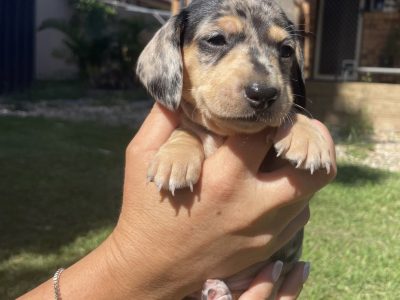 Mini dachshund puppies