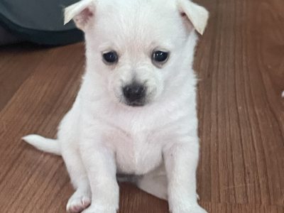 Pomchi pups for sale