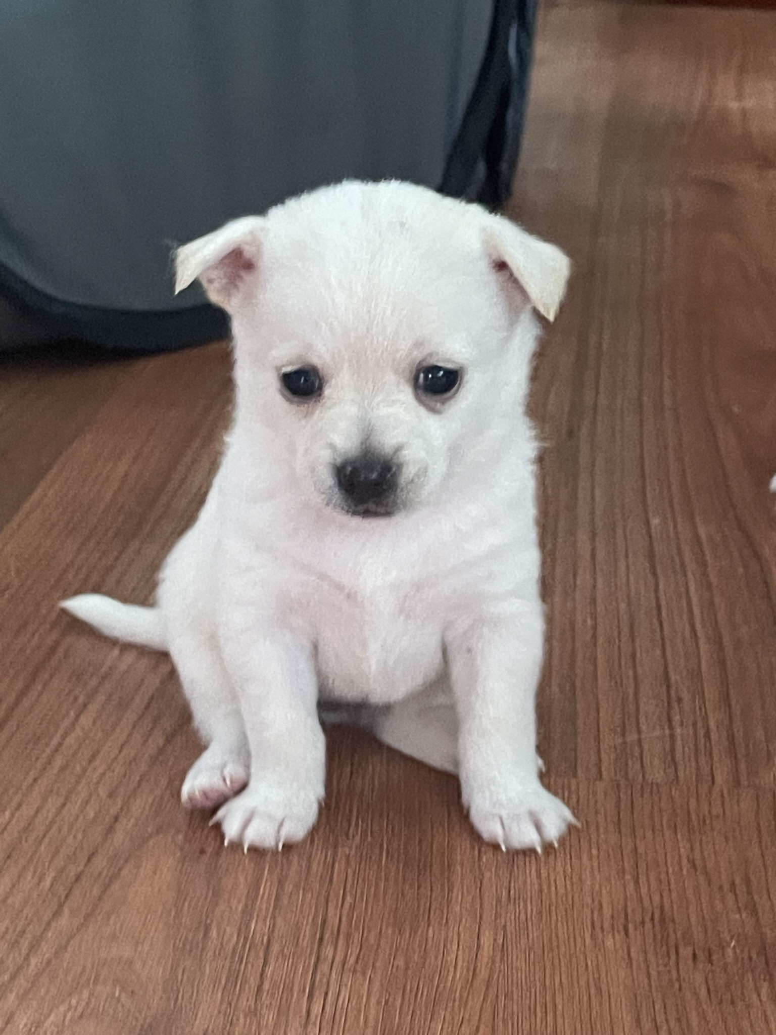 Pomchi pups for sale