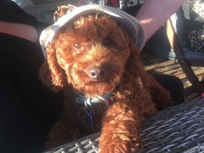 FB1 miniature Cavoodle