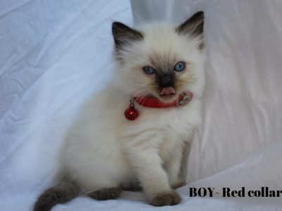 RAGDOLL KITTENS