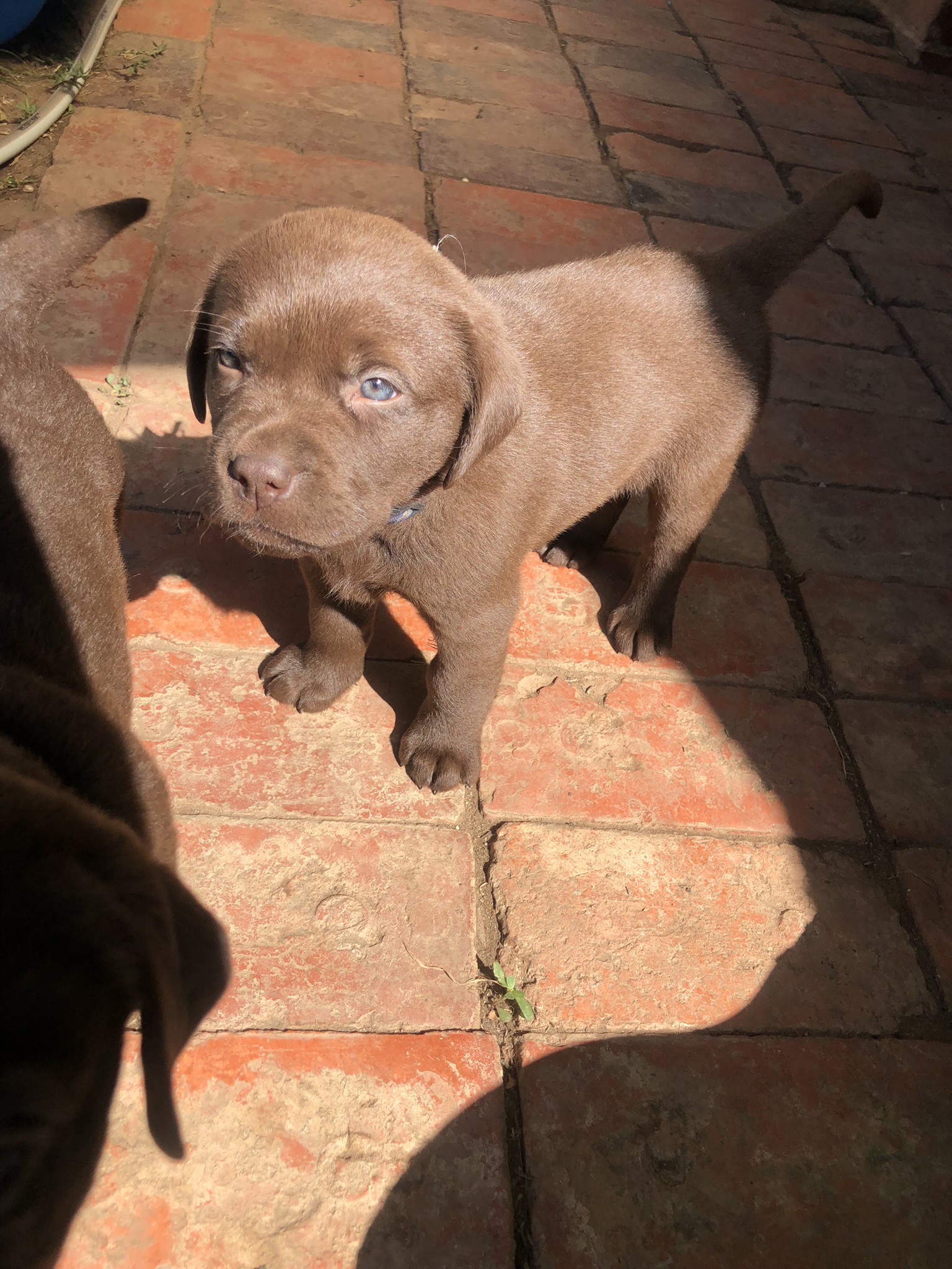 Chocolate Labrador puppies for sale