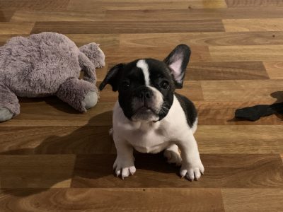 Purebred French bulldog puppies