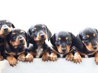 Purebred black & tan miniature dachshunds