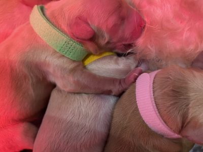 DNA Clear Miniture Spoodles