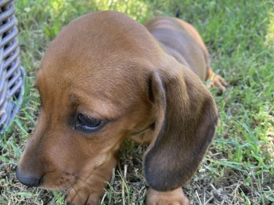 Dachshund puppies miniature short haired