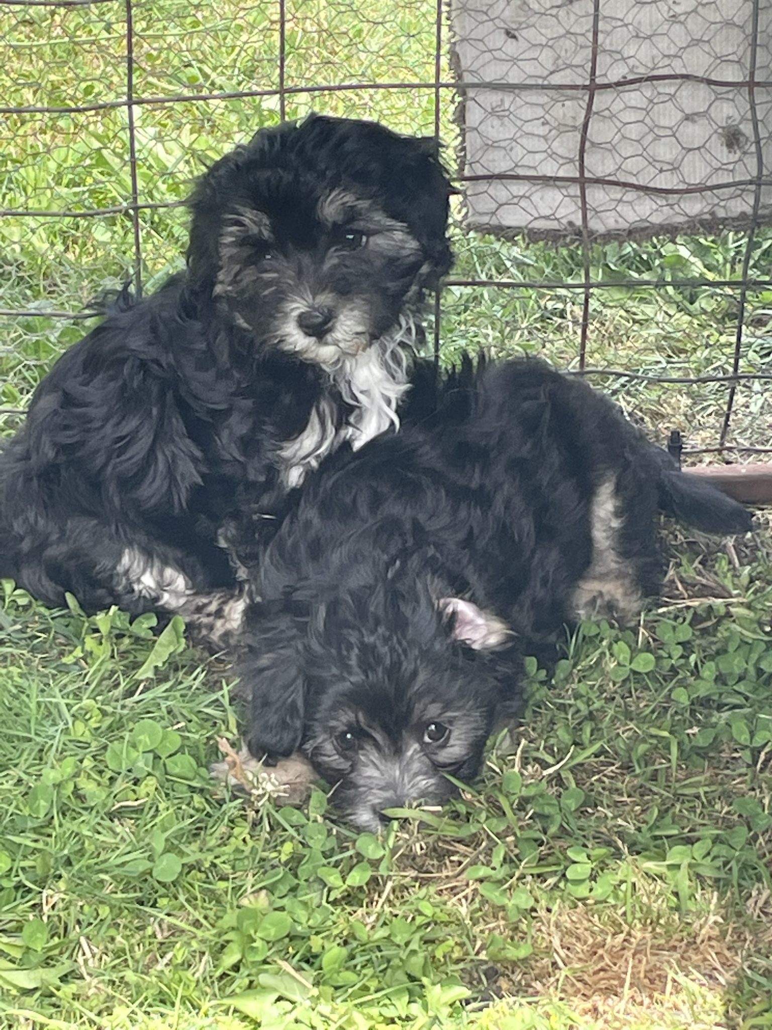 Moodle pups for sale