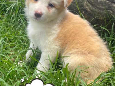 Purebred Registered Border collies