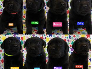 Labrador Puppies – Parents fully health tested