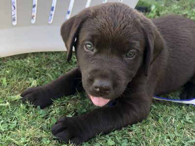 Chocolate Labrador puppies for sale