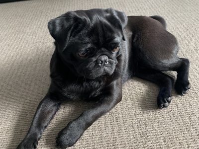 Male black adult (4 urs old) pug for sale
