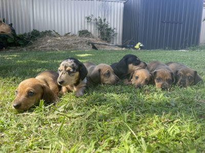 Mini Dachshunds pure breed