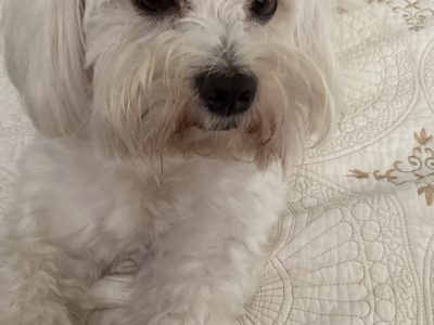 Maltese Shihtzu Planned Litter April 2022