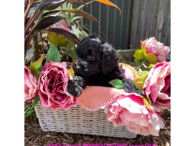 Beautiful F1B Cavoodle puppies