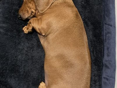 Male brown/red Mini Dachshund 5 yrs old