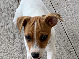 Jack Russell pup female