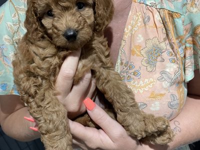 Gorgeous Red Toy Cavoodle Puppies
