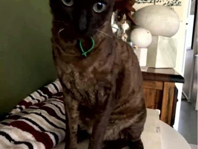 Purebred Female desexed 2 year old Devon Rex
