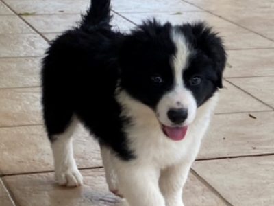 Longhair Border Collie Puppy