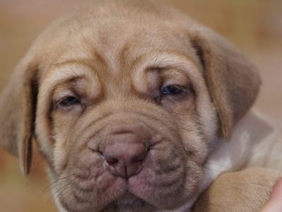 Ultimate Mastiff Puppies available now