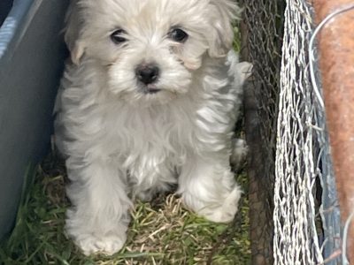 Moodle pups for sale