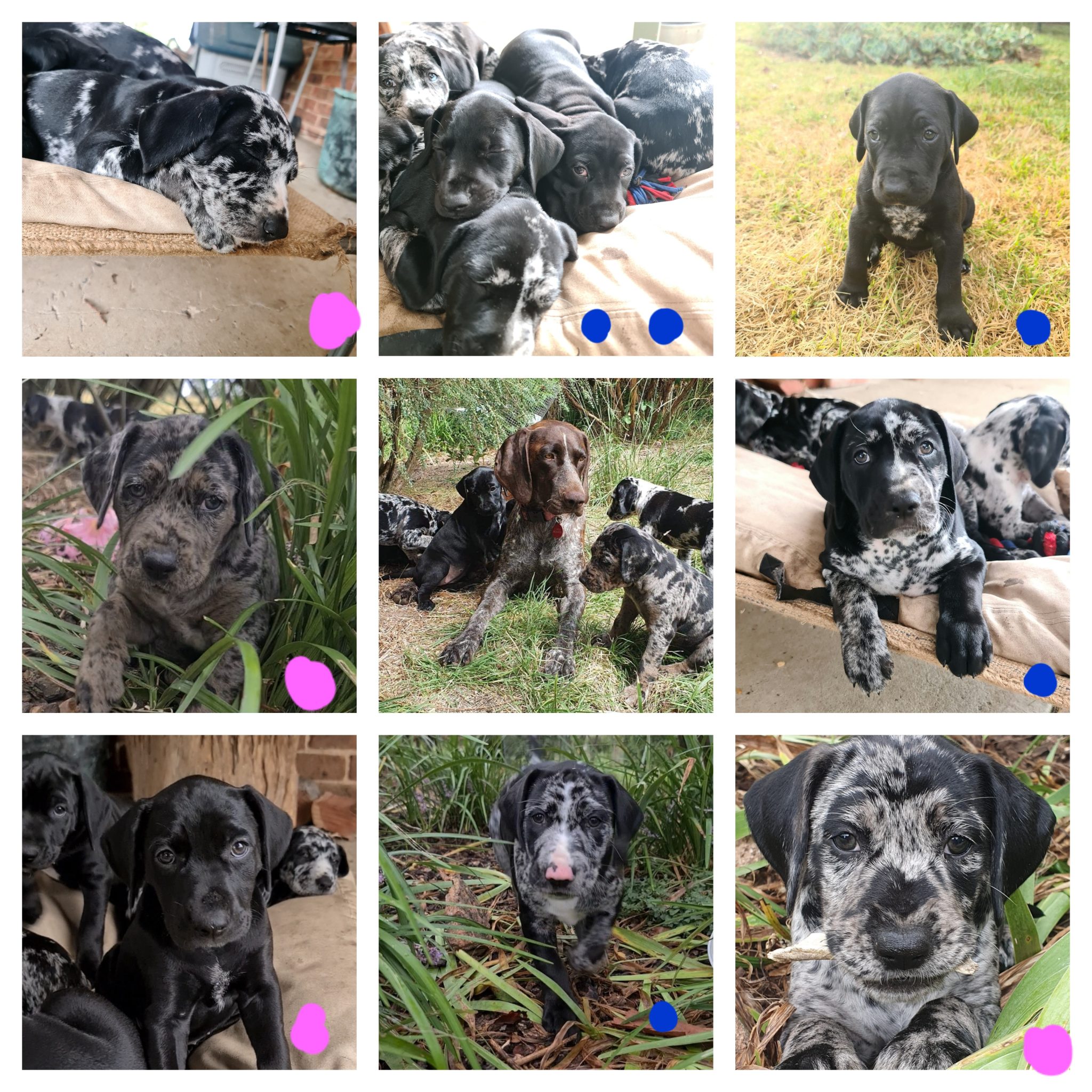 LITTER READY NOW: Catahoula x GSP