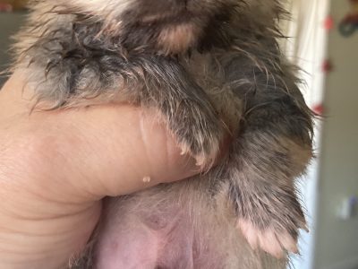 Purebred little male Pomeranian pups