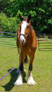 healthy 16.3hh Clydesdale mare