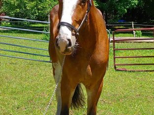 healthy 16.3hh Clydesdale mare
