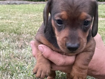 Mini Dachshund Puppies