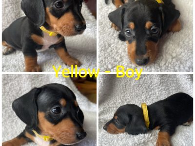Pure Mini Dachshunds