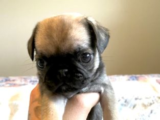 Fawn Pug Puppies