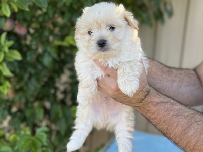 Maltese shih tzu puppies 2 males