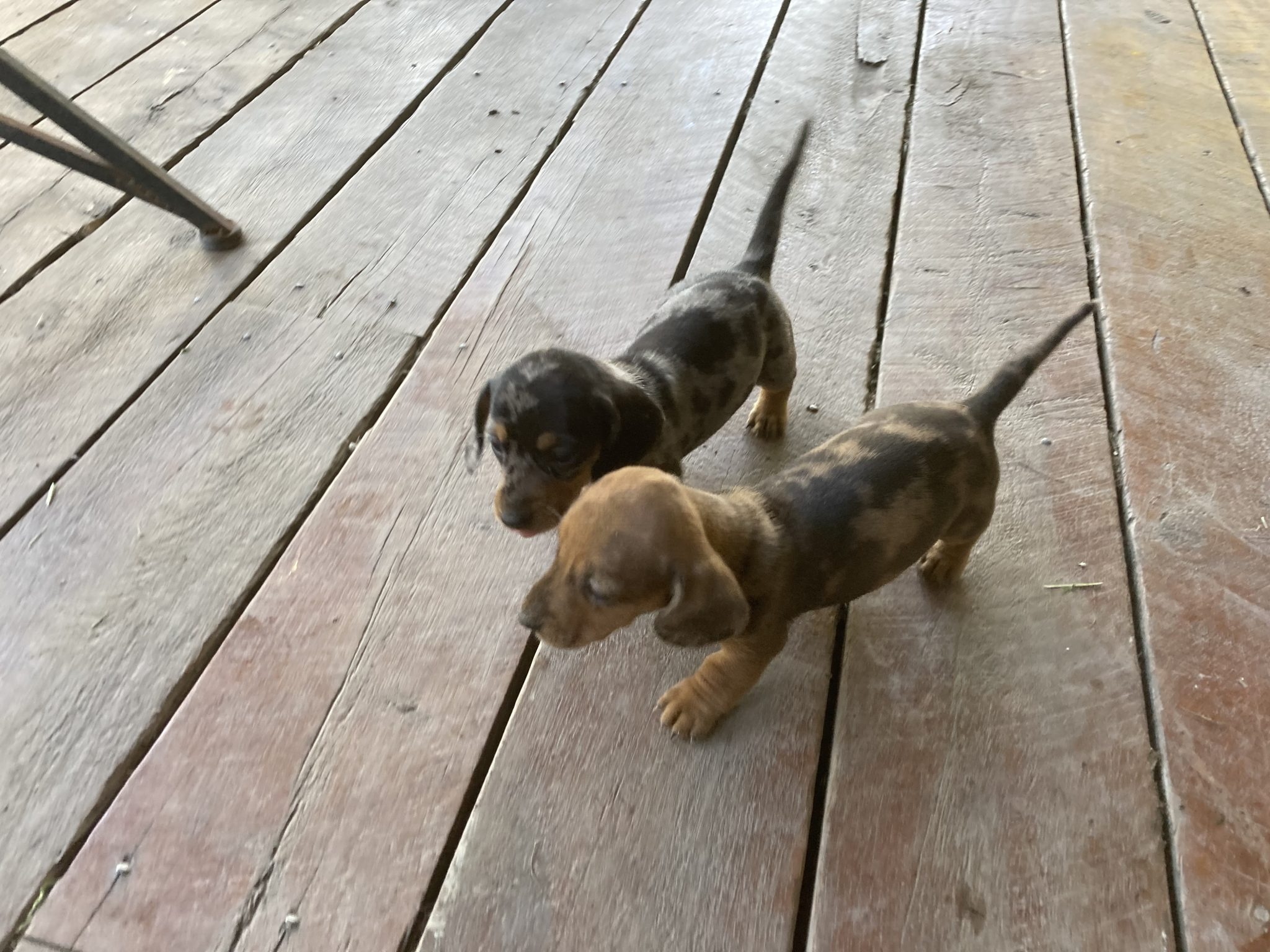 Miniature Dachsund puppies