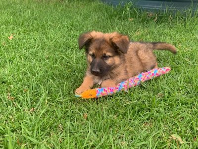 Male German shepherd pup