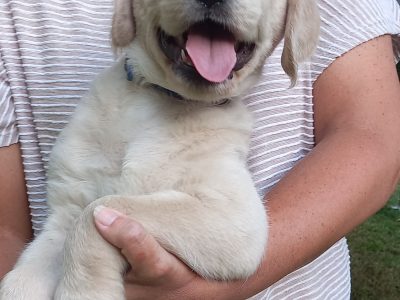 Labradoodle Puppies – F1