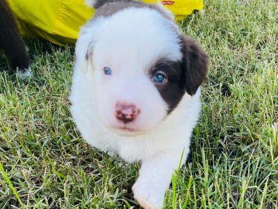 PUREBRED BORDER COLLIE PUPPIES $2500