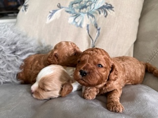 Gorgeous (Toy) Cavoodle Puppies