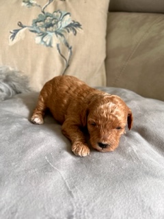 Gorgeous (Toy) Cavoodle Puppies