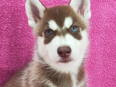 Gorgeous Siberian Husky Puppies