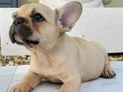 One female one male pup