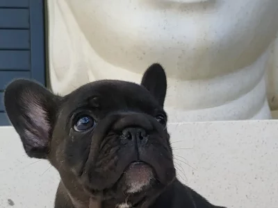 One female one male pup